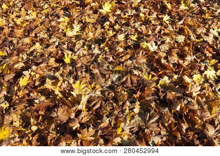 Multi-colored Foliage Of Deciduous Trees, Lies On The Ground After A Leaf Fall, Mid Autumn