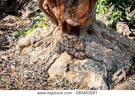 Tree Root Splitting Apart The Rock. Plant Roots Grow Down Into The Rock And It Can Break Down. The R