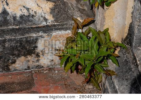 Plant Roots Grow Down Into The Concrete Floor And It Can Break Down. The Roots Of Tree Can Force Dee