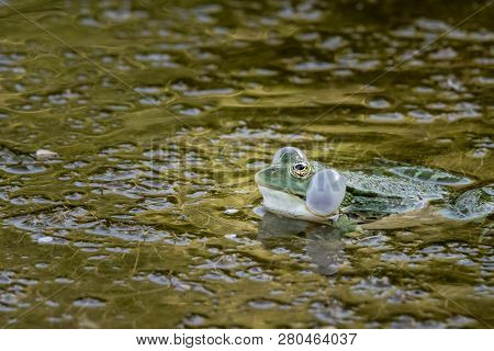 A Water Frog Rana Ridibunda Calling In A Pond In Croatia, Showing Blowing Bubbles