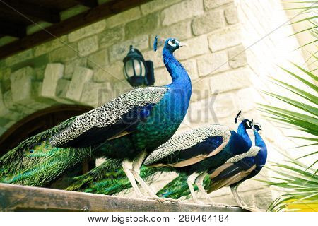 Few Peacocks Near Building Walking, Luxury House