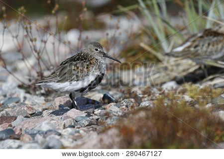 Dunlin (calidris Alpina), A Medium Sized Sandpiper And Shorebird Standing Sidewise With Plants In Th