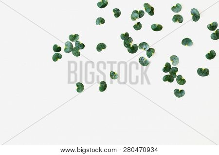 Silver dollar eucalyptus leaves on white background