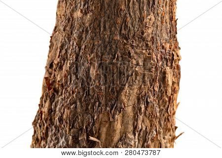 Faded Plant Of Pachira Macrocarpa Close Up On White Background