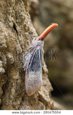 Lantern Bug Is A Insect On Tree Fruits At Sabah, Borneo. Also Is A Rare Species Bug In Sabah, Borneo