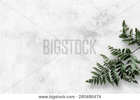 Leatherleaf fern on gray background