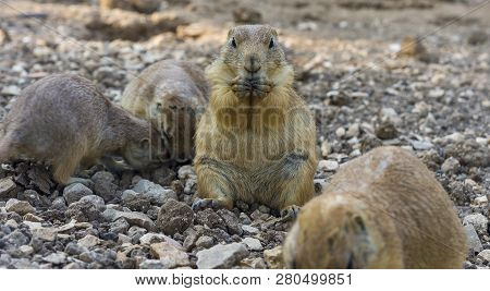 Gopher Sitting Up And Eating Gopher Folded Paws At The Mouth
