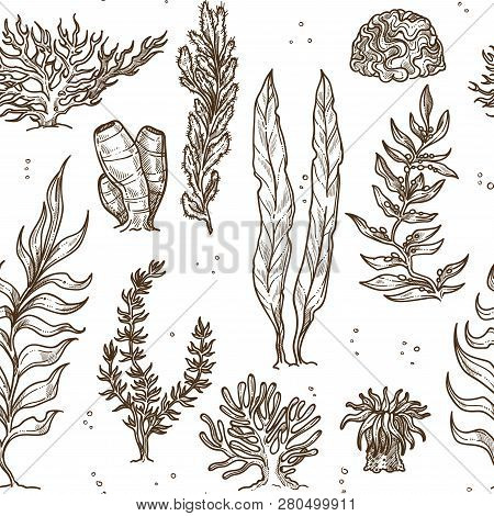 Seaweed Underwater Plants And Corals Or Sponges