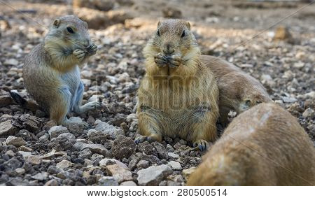 Gopher Sitting Up And Eating Gopher Folded Paws At The Mouth