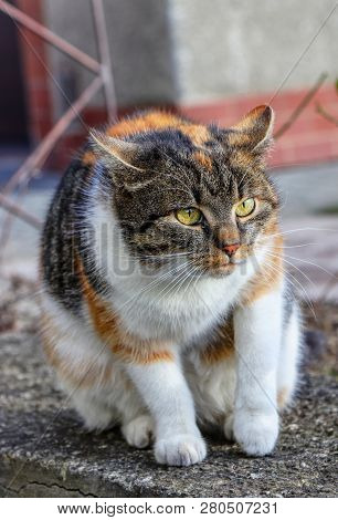 A Domestic And Playful Cat Sitting On Low Wall And She Decide Go Away. A Cat Is In Motion. Interesti