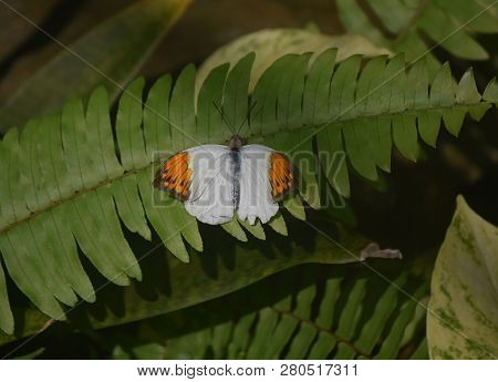 Amazing Orange Tip Butterfly On A Green Leaf.