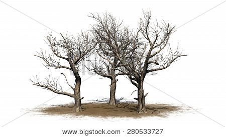 Various American Sycamore Trees In Winter On A Sand Area - Isolated On White Background - 3d Illustr