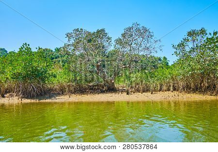 The Hot Midday Among The Mangroves On Kangy River With A View On Clay Soils And Prop Roots Of The Pl