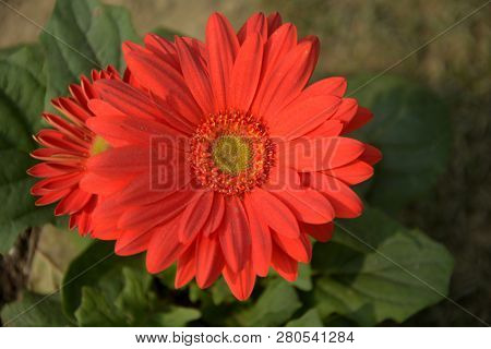 Close Up Beautiful Indian Calendula Officinalis, Pot Marigold, Rubbles, Common Marigold Or Scotch Ma