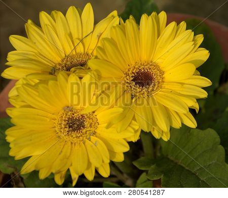 Close Up Beautiful Indian Calendula Officinalis, Pot Marigold, Rubbles, Common Marigold Or Scotch Ma