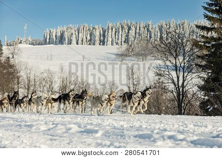 A Team Of Four Husky Sled Dogs Running On A Snowy Wilderness Road. Sledding With Husky Dogs In Winte