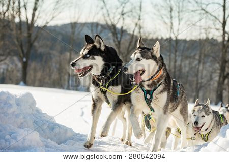 A Team Of Four Husky Sled Dogs Running On A Snowy Wilderness Road. Sledding With Husky Dogs In Winte