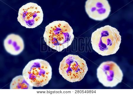 Bacteria Neisseria Gonorrhoeae Inside Neutrophils, Gonoccoccus, Diplococci That Cause Sexually Trans