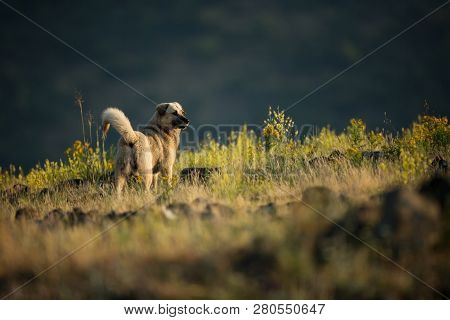 Kangal. The Wild Nature Of Bulgaria. Free Nature. A Beautiful Picture Of Nature. Rhodopes. Mountains