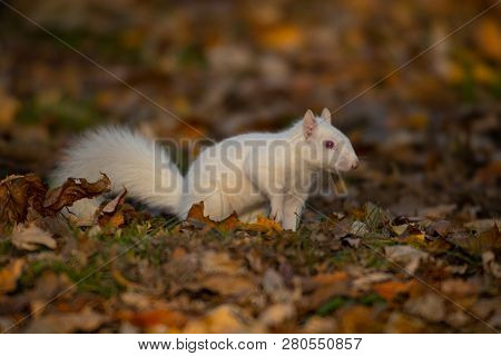 A White Squirrel In The Trees In Olney Community Park In Olney, Illinois.