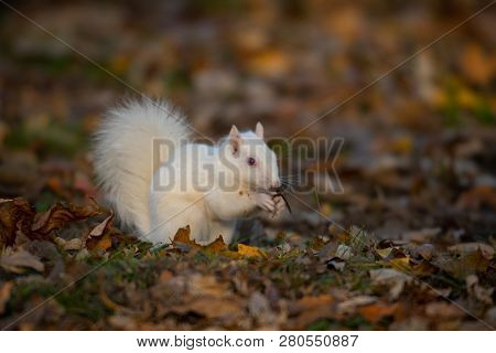 A White Squirrel In The Trees In Olney Community Park In Olney, Illinois.