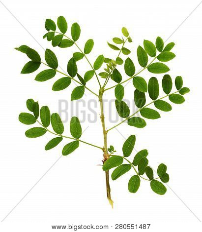 Twig With Green Leaves Of Siberian Peashrub Isolated On White