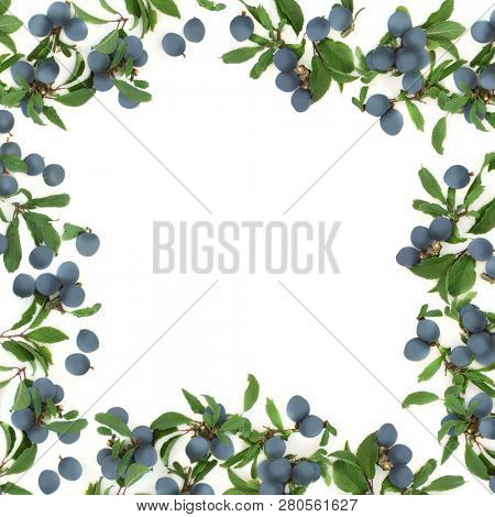 Sloe berry abstract border on white background with copy space. Also known as blackthorn.