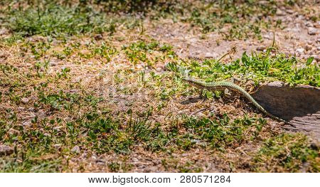 Lizard Walking On The Grass In Nature