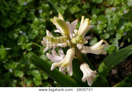 Giardino Giacinto