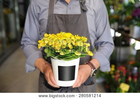 Florist Holding Blooming Calceolaria Herbeohybrida Plant N The Flowerpot At The Flowers Shop.