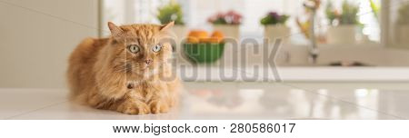 Beautiful ginger long hair cat lying on kitchen table on a sunny day at home