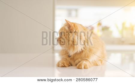 Beautiful ginger long hair cat lying on kitchen table on a sunny day at home