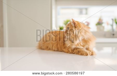 Beautiful ginger long hair cat lying on kitchen table on a sunny day at home