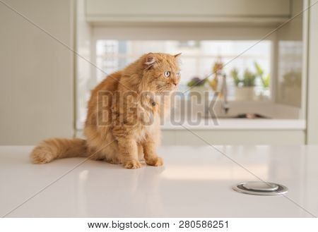 Beautiful ginger long hair cat lying on kitchen table on a sunny day at home