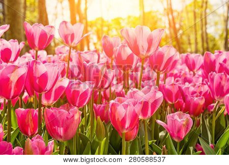 Tulips In The Gulhane Park (rosehouse), Istanbul, Turkey