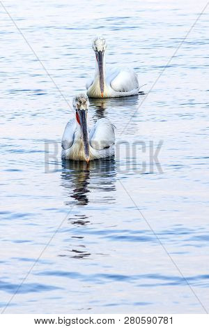 Pelikans On The Blue Water Of The Sea - Photography