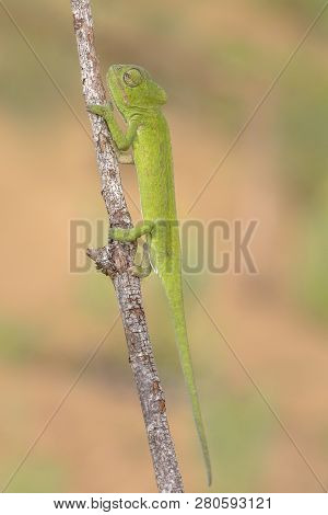 African Chameleon (chamaeleo Africanus) On Branch With Blurred Background
