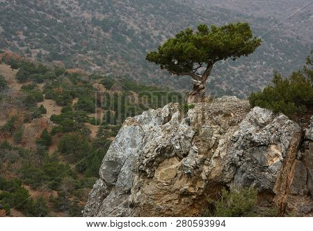 Juniper Tree On The Rock In Crimea.