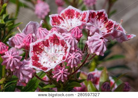 Mountain Laurel (kalmia Latifolia), Close Up Of The Flower Head
