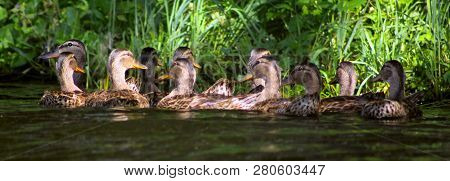 Mallard - A Bird From The Family Of Ducks Detachment Of Waterfowl. The Most Famous And Common Wild D