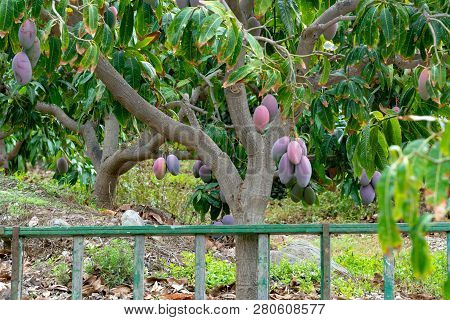 Tropical Mango Tree With Big Ripe Mango Fruits Growing In Orchard On Gran Canaria Island, Spain. Cul
