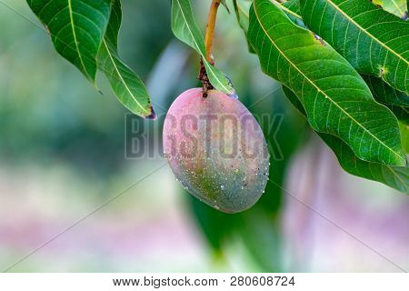 Tropical Mango Tree With Big Ripe Mango Fruits Growing In Orchard On Gran Canaria Island, Spain. Cul