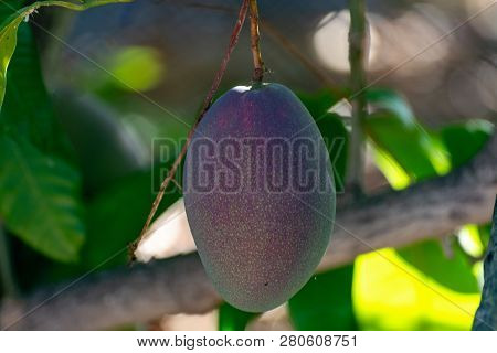 Tropical Mango Tree With Big Ripe Mango Fruits Growing In Orchard On Gran Canaria Island, Spain. Cul