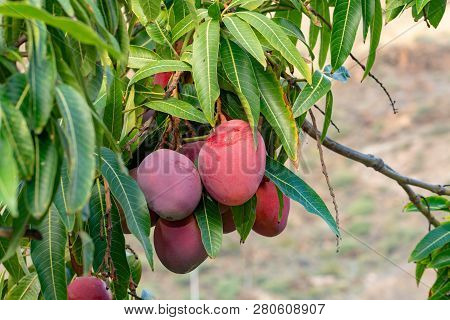Tropical Mango Tree With Big Ripe Mango Fruits Growing In Orchard On Gran Canaria Island, Spain. Cul