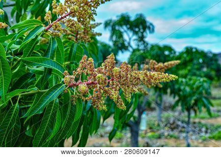 Seasonal Blossom Of Tropical Mango Tree Growing In Orchard On Gran Canaria Island, Spain, Cultivatio