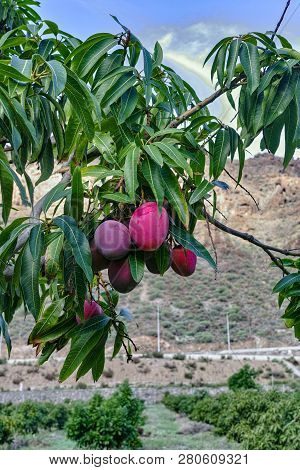 Tropical Mango Tree With Big Ripe Mango Fruits Growing In Orchard On Gran Canaria Island, Spain. Cul