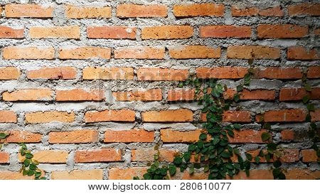 Coatbuttons, Mexican Daisy On Brick Wall Background
