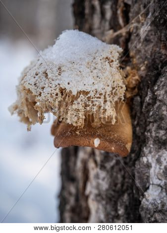 A Quaint Mushroom Parasite On A Birch Trunk In The Winter Forest