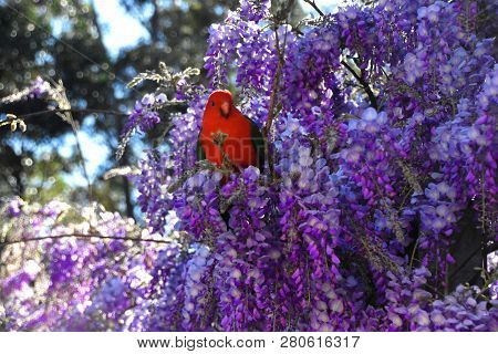 A Male King Parrot Sitting In A Wisteria Tree