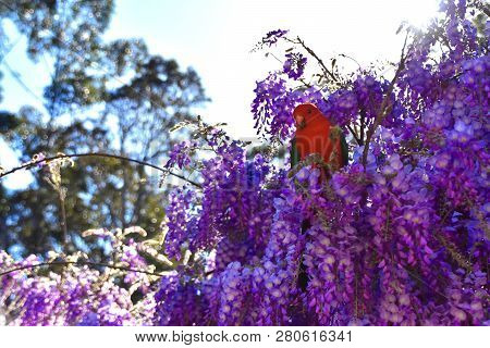 A Male King Parrot Sitting In A Wisteria Tree